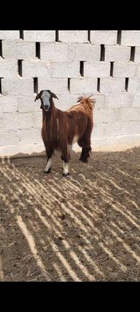 تيس سمين ولا نحيف