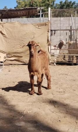 تيوسه مطعومات وسمان ما شاء الله