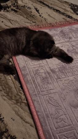 Muscat alkhoud or ibra al Yahmadi