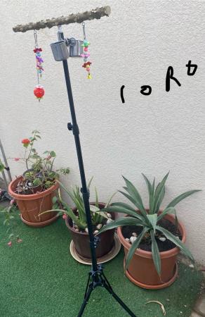 اغراض ببغاء