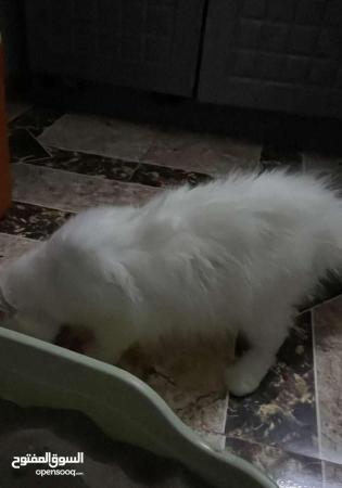 للبيع قطط شيرازيه نظيفه بيضاء اللون ذكر وانثى