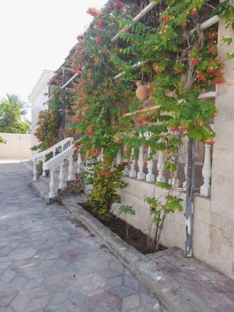 فرصه للبيع مزرعه مع فيلا راقيه بالسويق خضراء بني سعد