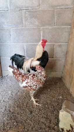 للبيع دجاجه و ديك باكستاني