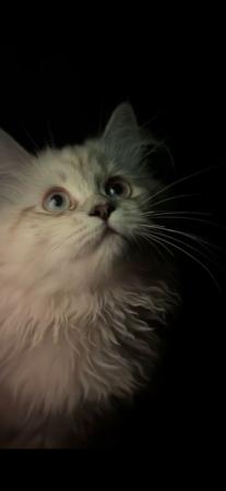 قط شيرازي للبيع