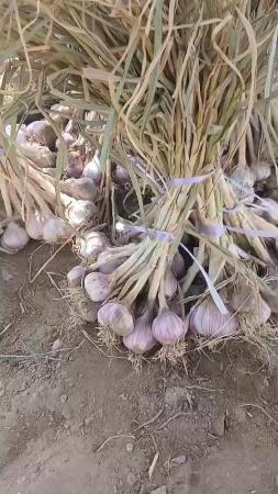 ثوم عماني ولاية بهلا 2026