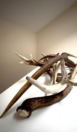 قرون أيل من بريطانيا