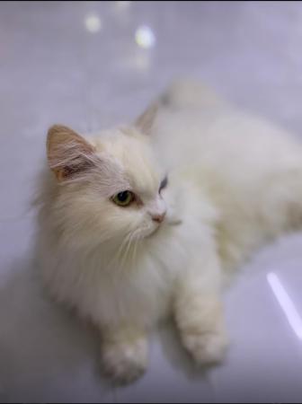 قط شيرازي نادر نوع أنثى