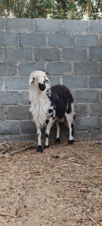 كبش نجدي للبيع