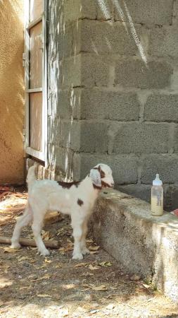 عبري مقنيات