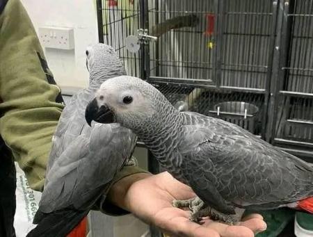 African grey parrots for new home WhatsApp 1 323 570 1105
