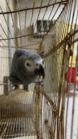 بغبغاء كاسكوا متحدث واليف جدا