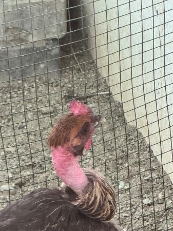 ديك و دجاج للبيع او البدل ب دره