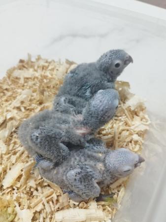 فروخ كنيور جرين شيك