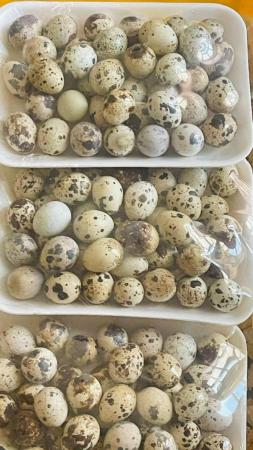 بيض سمان ٤٠ بيضه بريال وميتين Quail eggs 40 pies 1.2 OMR