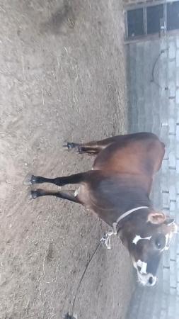 جعلان بني بو علي