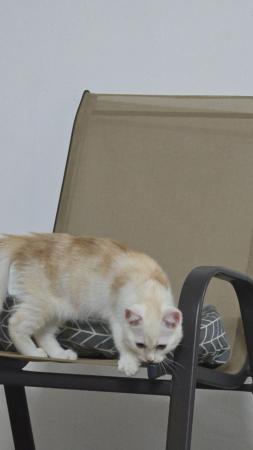 قطط شيرازيه