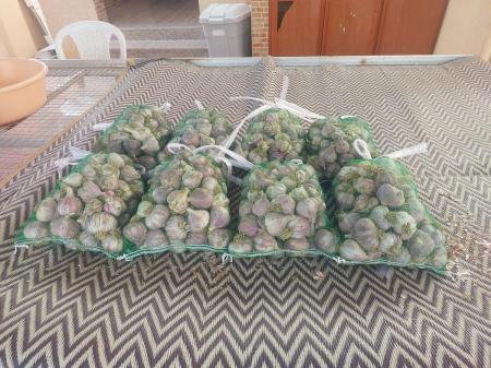 للبيع ثوم عماني طازج ونظيف