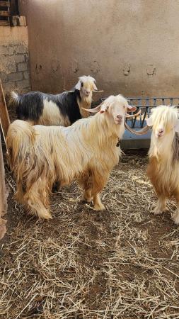 تيس من حلال الرحوب راهي