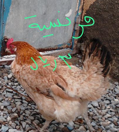 للبيع دواجن فرنسي وعماني
