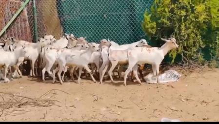 السلام عليكم معز باكستاني للبيع عدد 22