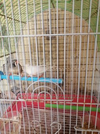 للبيع زيبرا