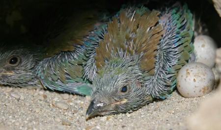 فرخ طائر الشقرار