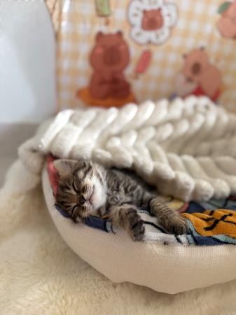 قط شيرازي للبيع