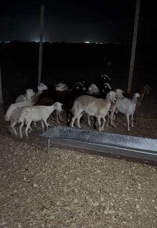 15 غنم مداني يعني حوامل للبيع