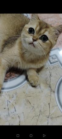 قطة ny11