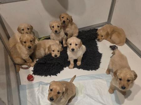 KC Golden Retreiver Puppies