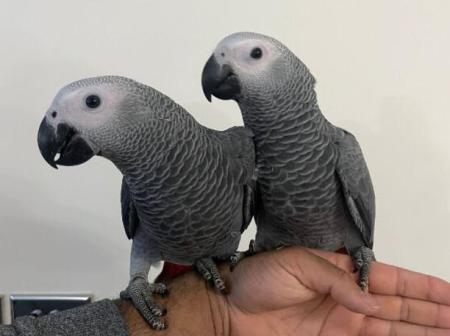 African grey parrots