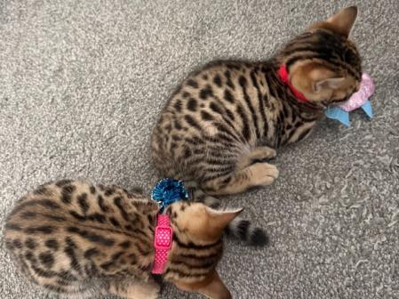Bengal Kittens