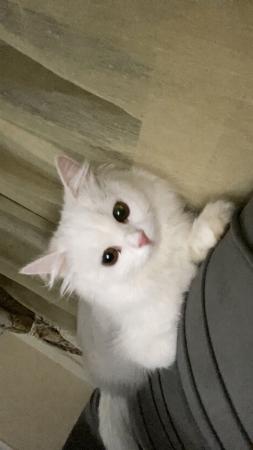 قطه للبيع المعلومات في الكابشن
