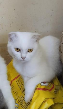 Scottish fold in Salalah 3 cute sisters
