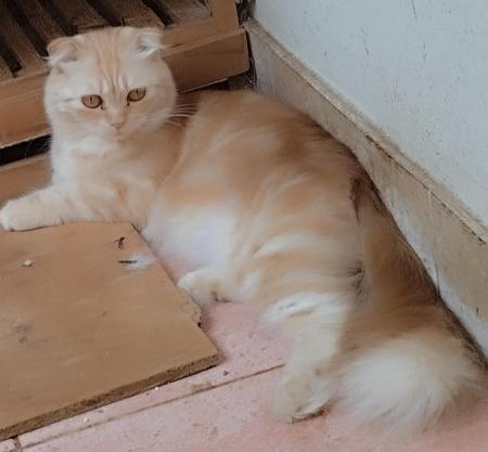 Scottish fold in Salalah 3 cute sisters