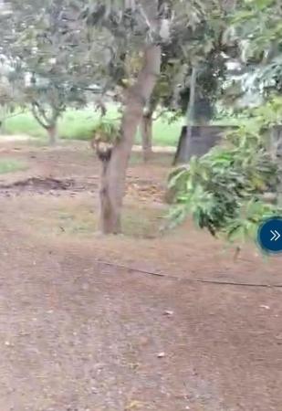 مزرعه للبيع في صحم مجز الصغرى 27500فدان