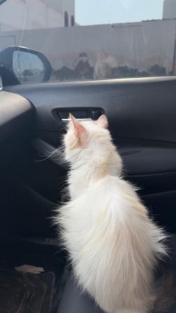 السويق بطحا