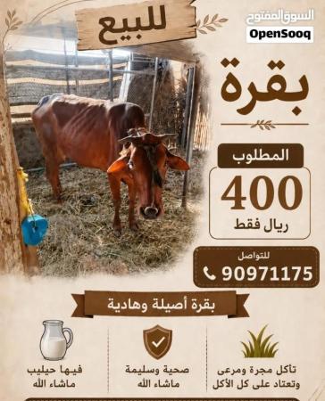 بقره عمانيه