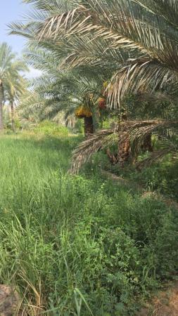 مزرعة بولاية الرستاق الوشيل الشمالية غير مسورة مساحة 1899مل