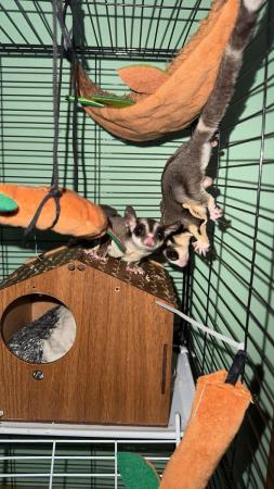 سنجاب طائر sugar glider