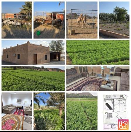 ارض زراعيه للبيع ولاية ابراء