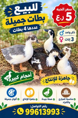 بط جميل جدا جاهز للإنتاج للبيع