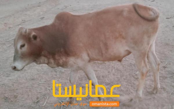 ثور عماني للبيع