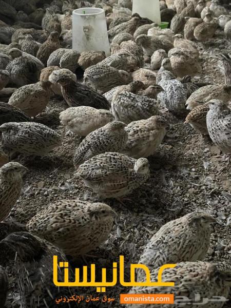سمان للبيع 3 بريال