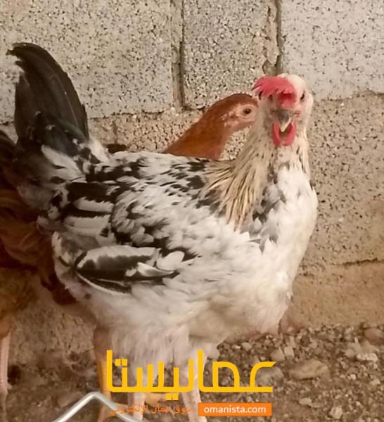 للبيع دجاج فرنسي كولمبي