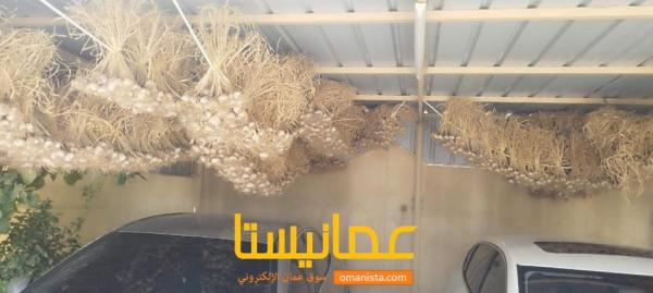للبيع ثوم عمان من. قرية سنت ممتاز جدا
