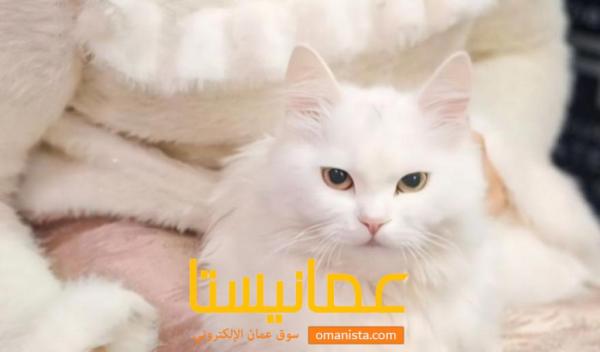 قطة شيرازي وأولادها الخمسة