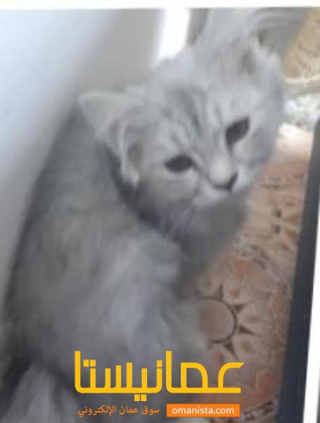 قط شيرازي