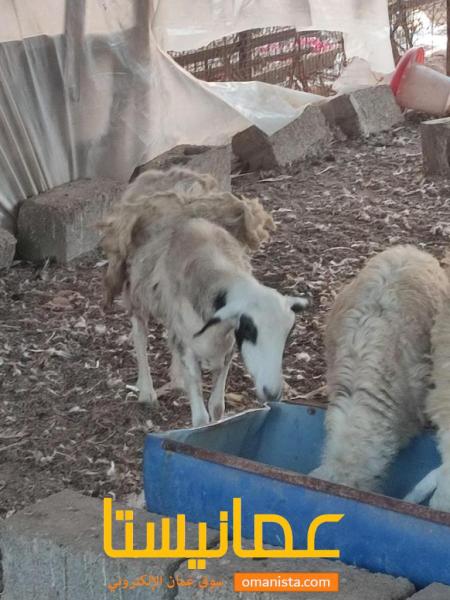 يوجد جعد حري للبيع المستعجل
