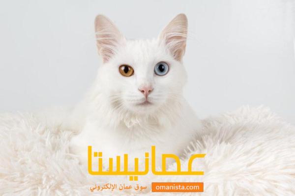 قط شيرازي